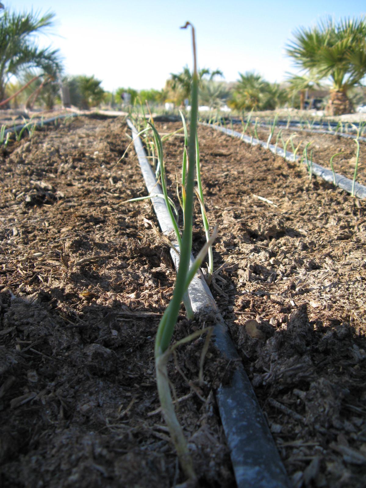 Xtremehorticulture of the Desert You Missed the Planting Dates for
