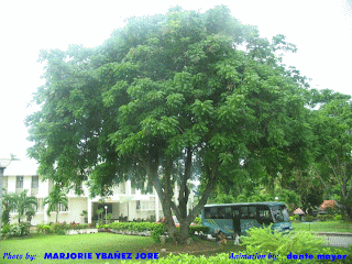 Bogo Tree