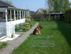 The house and the dog