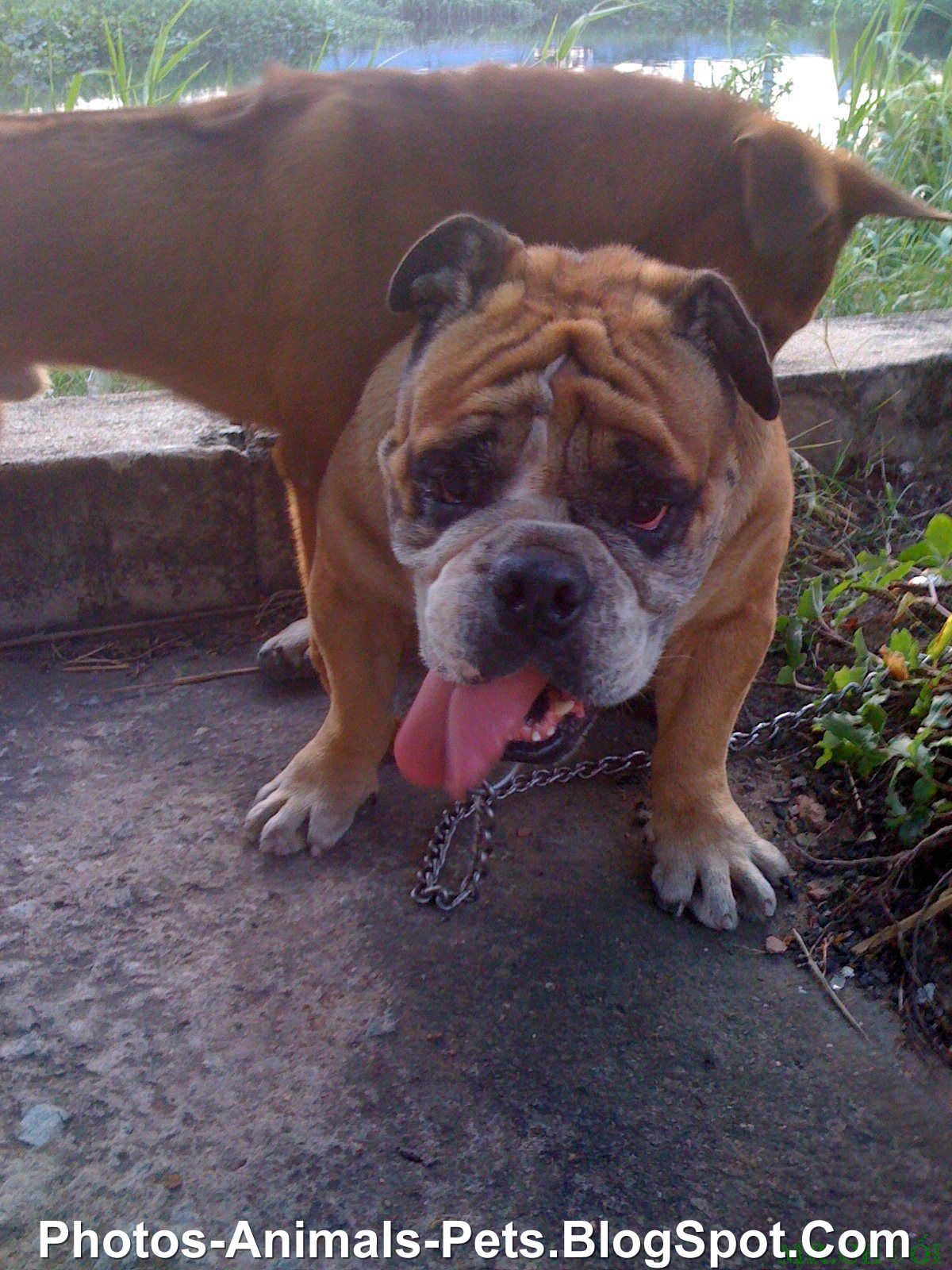 Dangerous of Wild Animals English bulldogs