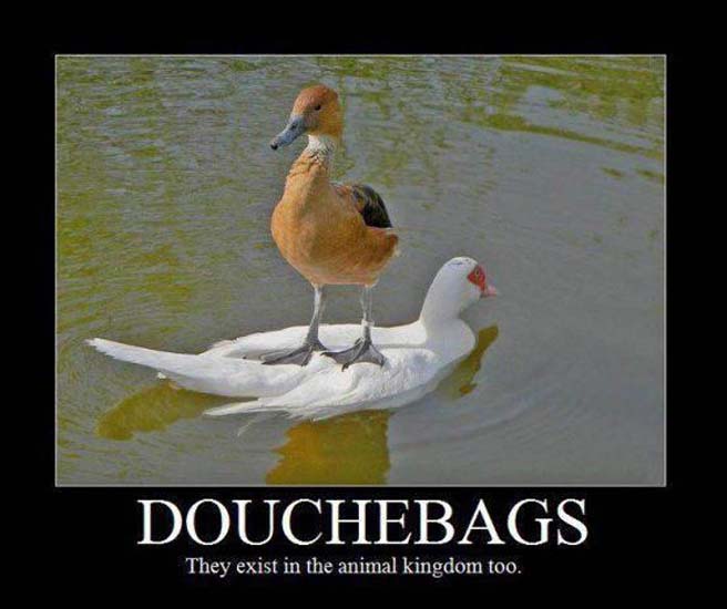 20 Funny Animal Memes