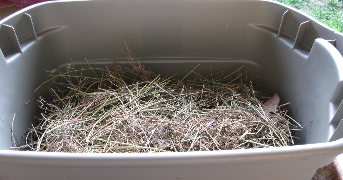 Growing Food in Florida Grow Flax Seed in a Home Garden