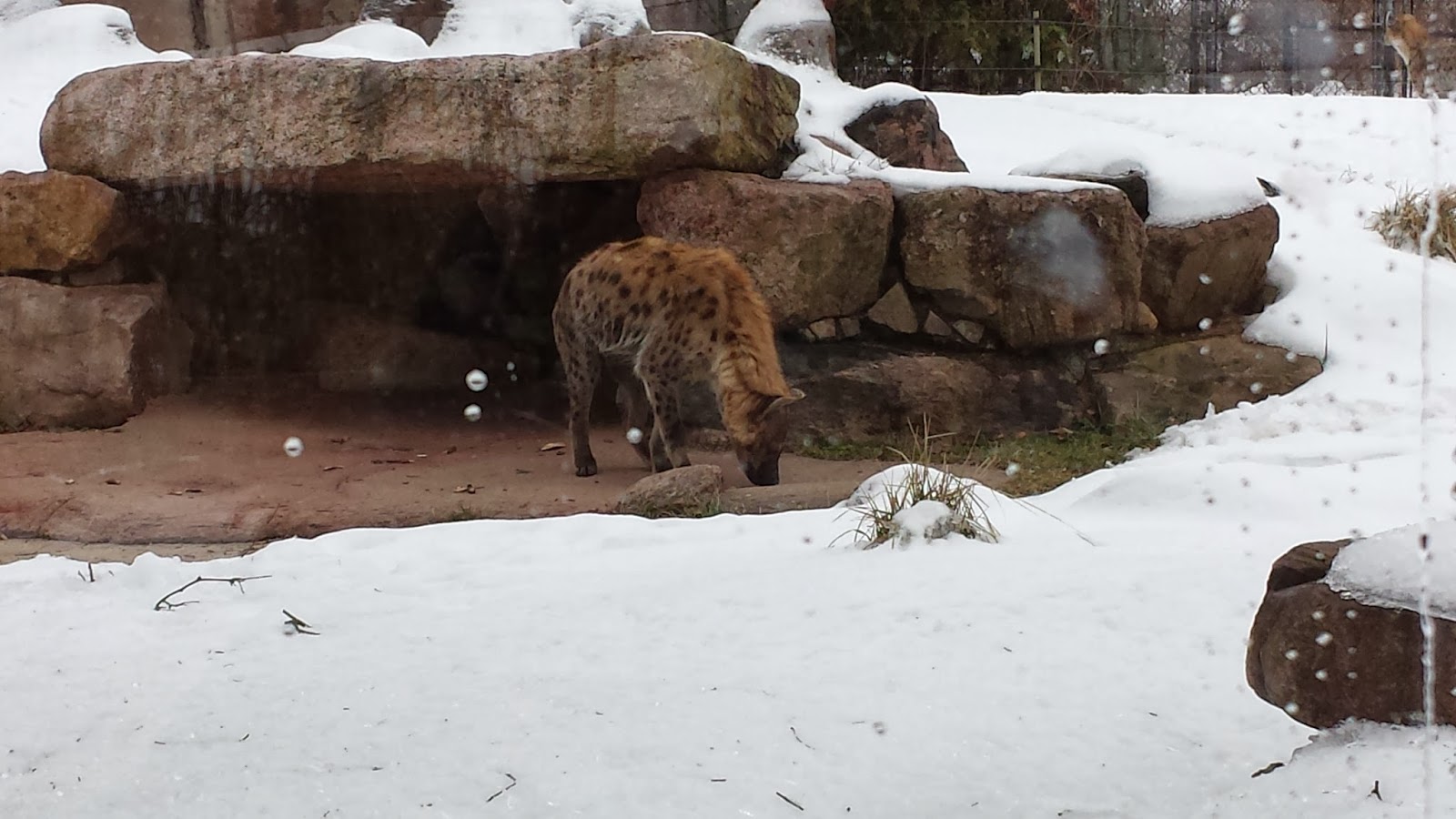 What I Learned Today Toronto Zoo is Winter Fun