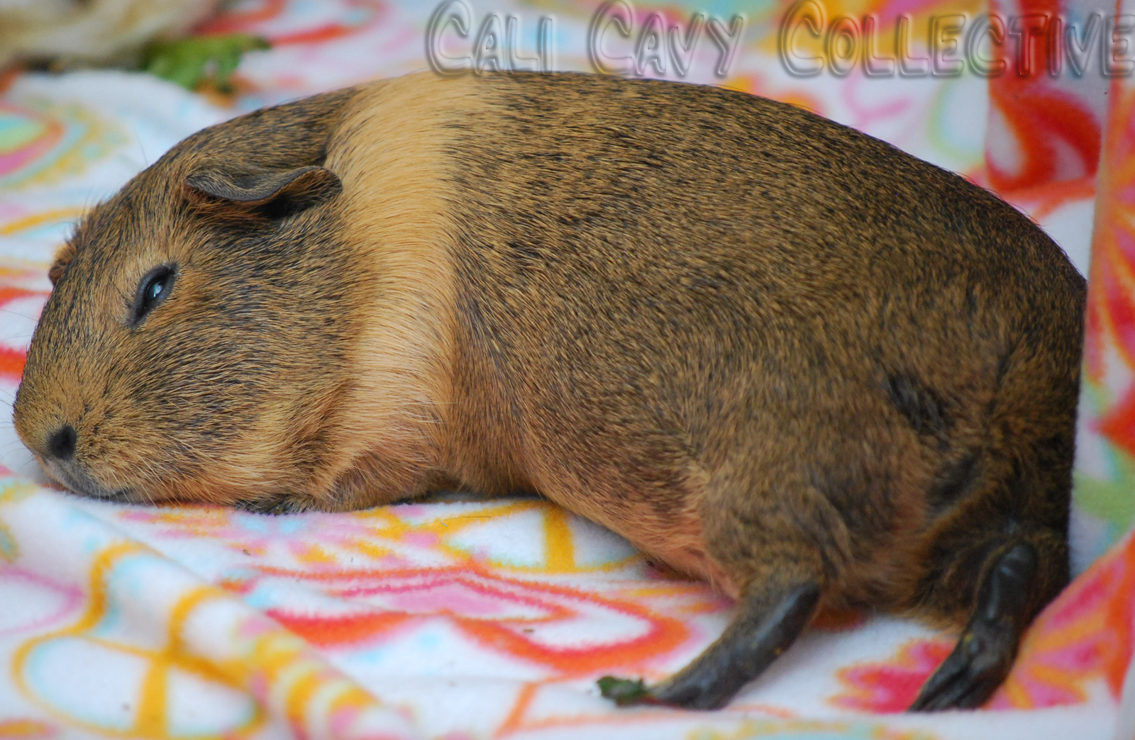 Cali Cavy Collective a blog about all things guinea pig Piggy Pics of