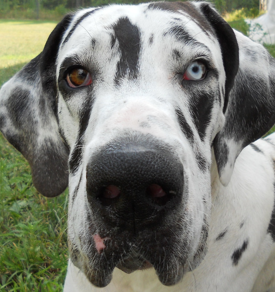 Outdoor Travel Blog Sharing Travel, Imagination, Culture and Places Great Danes Service Dog