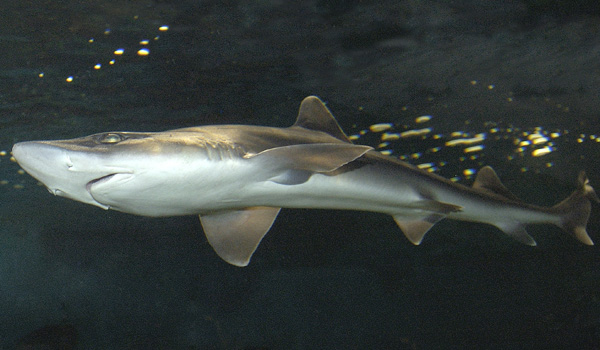 dogfish shark circulatory