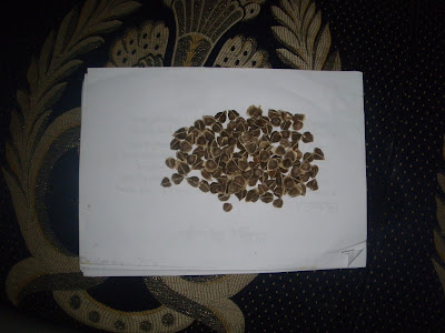 العلاج بالمورينجا فوائد شجرة المورينجا moringa oleifera Paregrina moringa tree
