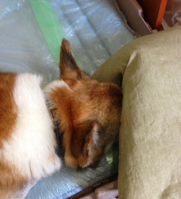 東海大学前駅 駅前 アパートの久保田商事 看板犬ジャック もう僕をゆっくり寝かせてくれよ