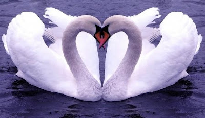 Beautiful Love Backgrounds on Beautiful Love Birds Wallpapers  Free Love Birds Pictures  Love Birds