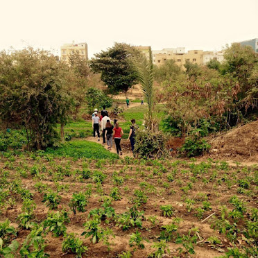 Les jardins biologiques de Dakar