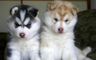 Cute Siberian Husky Puppies Photos