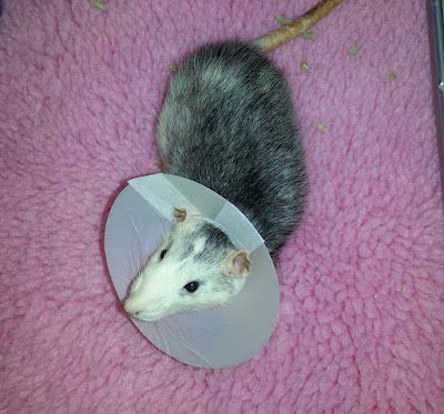 11895986_1031813966859239_87731857811508