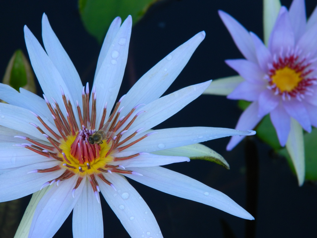 Nymphae Panama Pacific tropical waterlily Brazilian Garden Naples Botanical Garden by garden muses-a Toronto gardening blog Nymphae Panama Pacific tropical waterlily Brazilian Garden Naples Botanical Garden by garden muses-a Toronto gardening blog