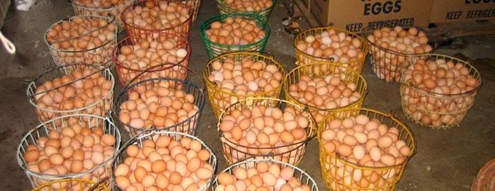 Image result for poultry farming in nigeria