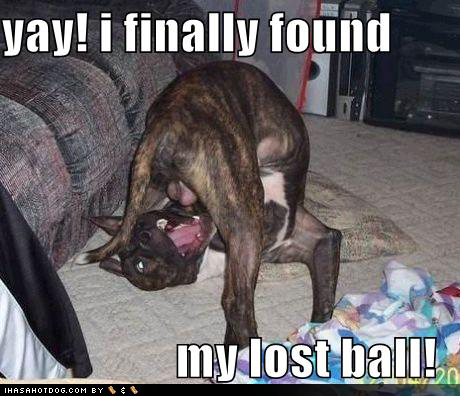  Funny Photos on Funny Dogs 2 Jpg