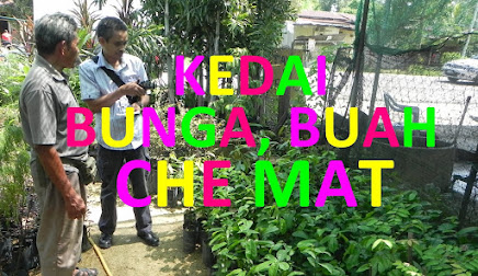 Kedai Bunga, Buah Che Mat