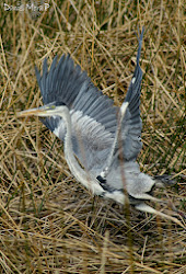 Aves en Talcahuano