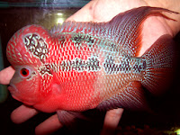 Male SRD size 15cm harga louhan srd 5 jari