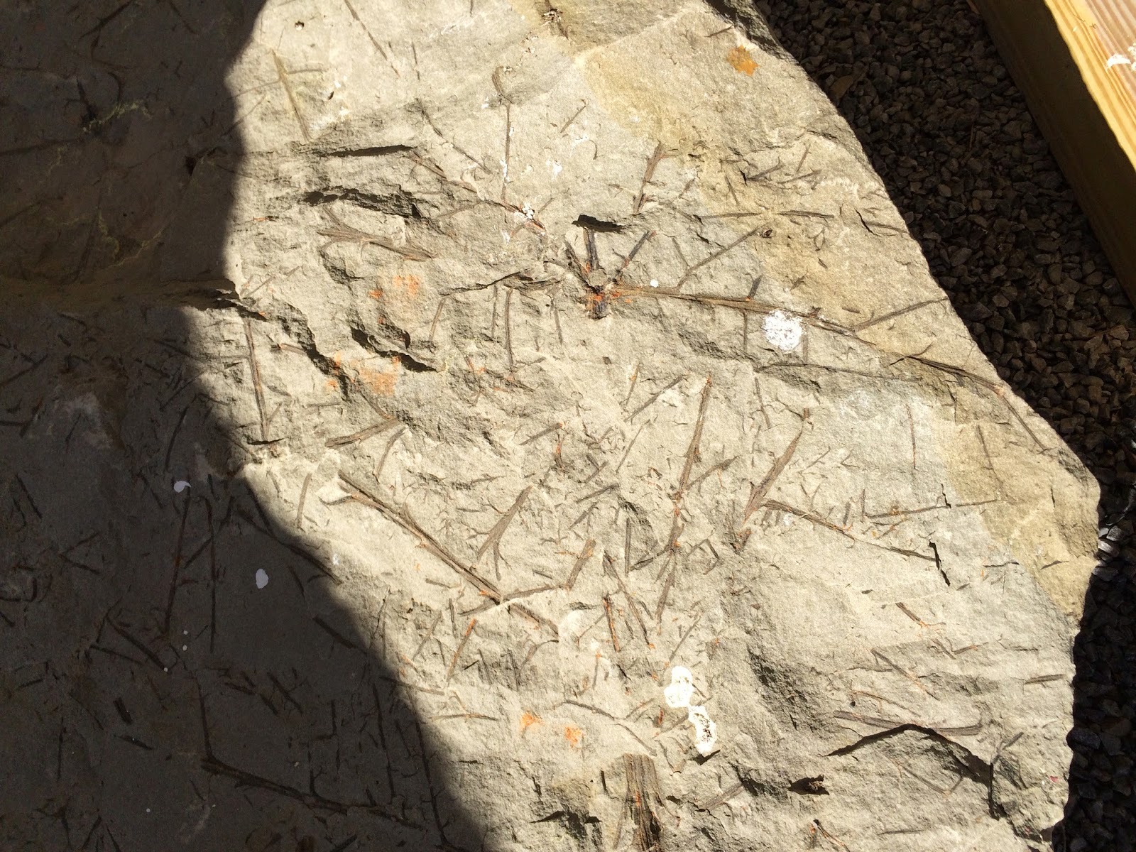 venturing4th Gilboa Forest