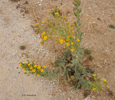 Telegraph Weed at Larry Moore Park, © B. Radisavljevic