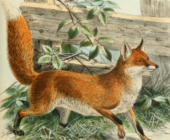 Can My Dog Catch Mange From Foxes Can My Dog Catch Mange From Foxes