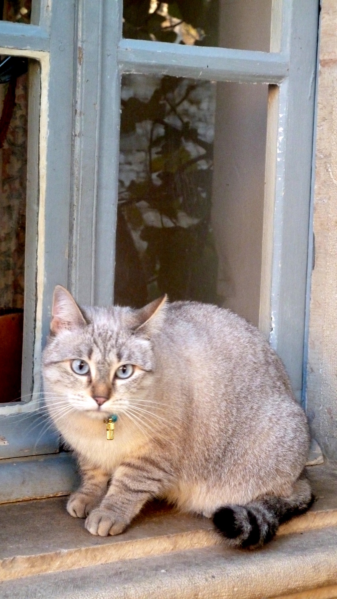 rencontre chat animaux