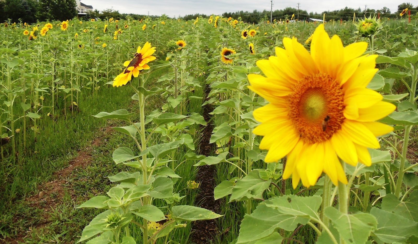 A Visit to Burnside Farms Summer of Sunflowers in Haymarket, Va