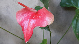 Anthurium