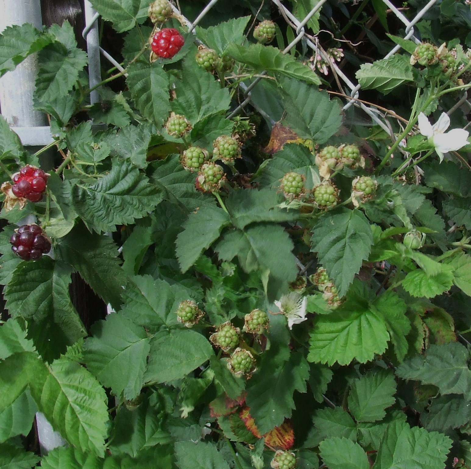 boysenberry définition What is