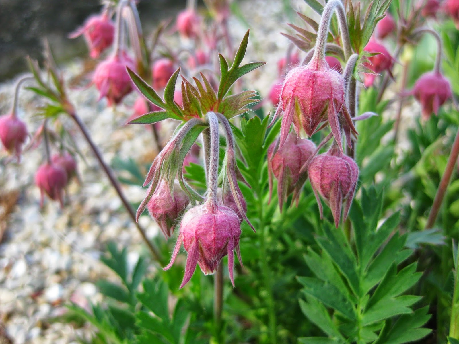 Consider Prairie Smoke Mark�s Garden Ruminations Consider Prairie Smoke Mark�s Garden Ruminations