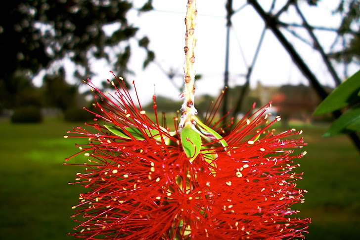 Bottlebrush Plant