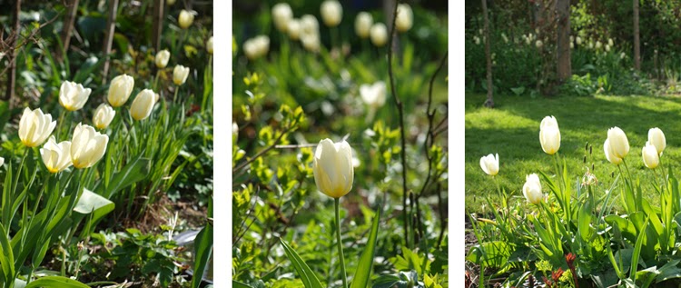 Hvide tulipaner i haven