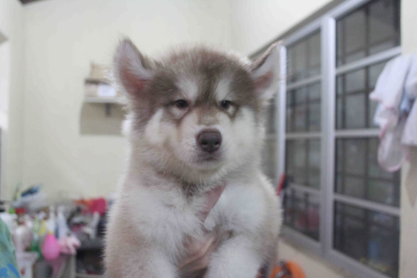 LovelyPuppy: 20140115 Giant Wooly Siberian Husky Puppy