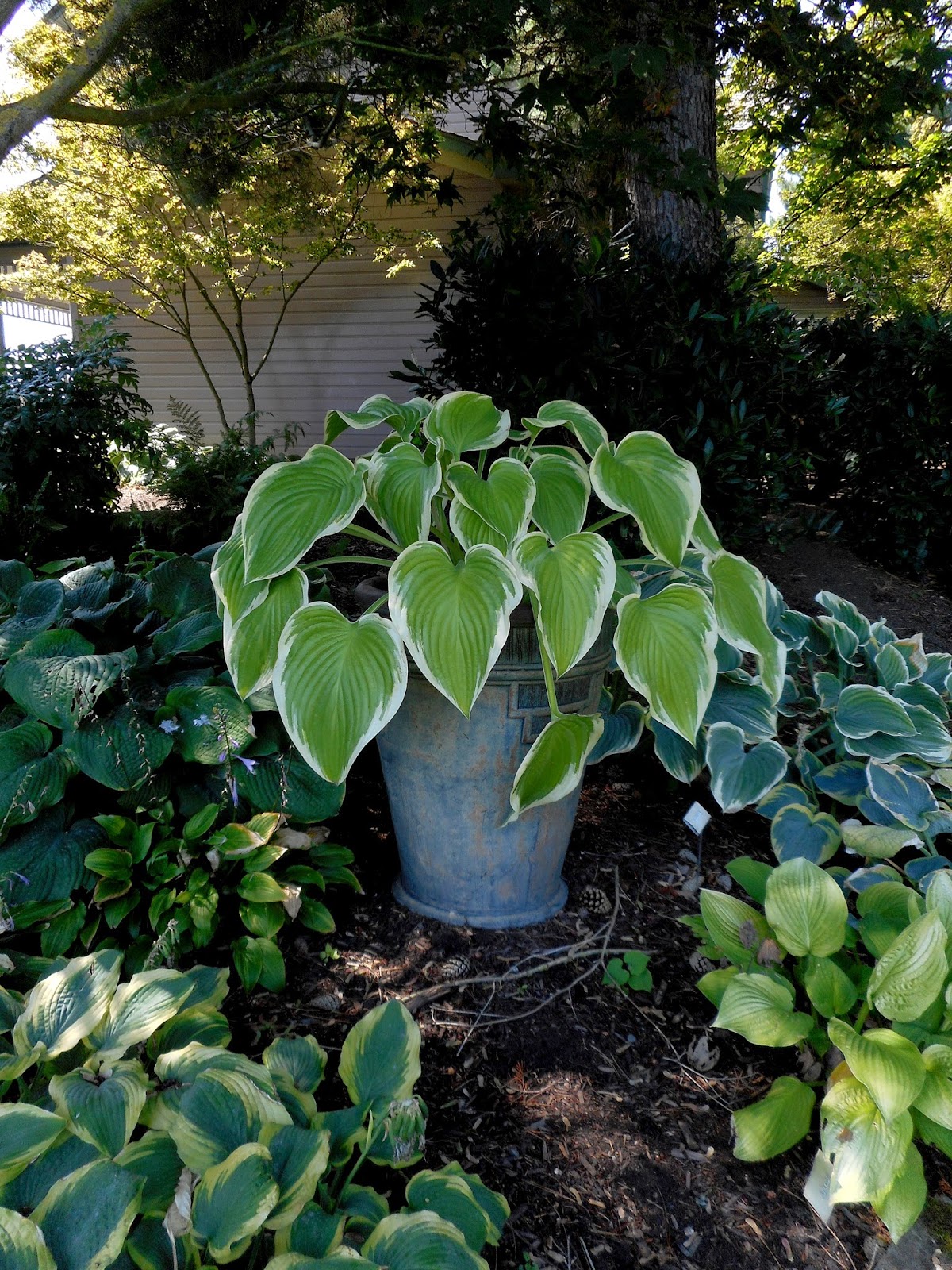 Gardening With Grace Garden Tour Sebright Gardens