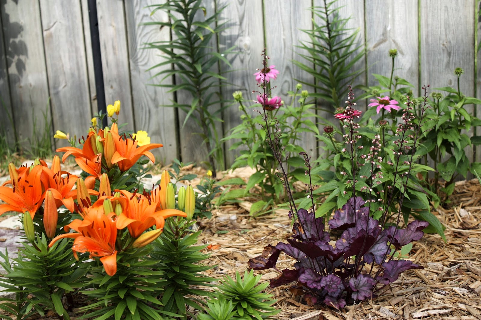 The Edgy Gardener Blog Garden Bloggers' Bloom Day June 2014