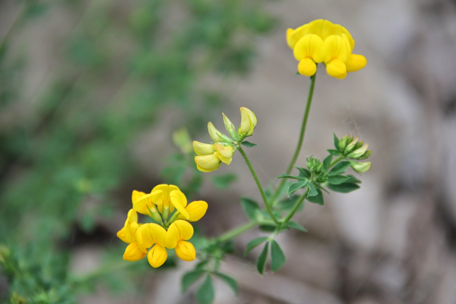 Isabella Conservation District Environmental Education Program