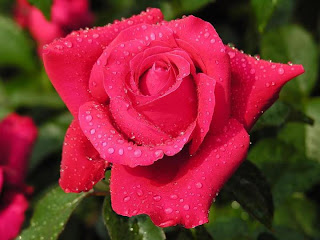 Rosa roja con rocio
