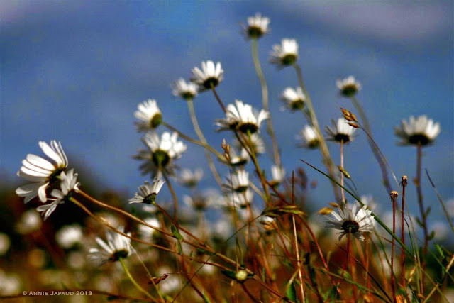 daisy ruin, Oughterard © Annie Japaud Photography  