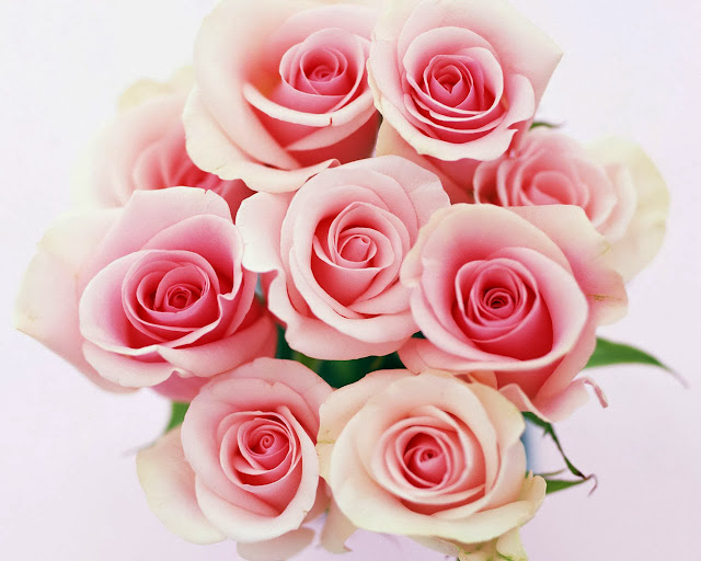 Beautiful Pink Rose Wallpapers Free Download