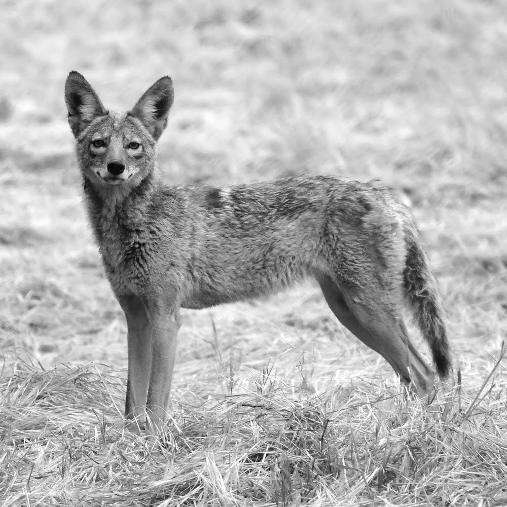 Run Like A Coyote Lean Mean Running Coyote