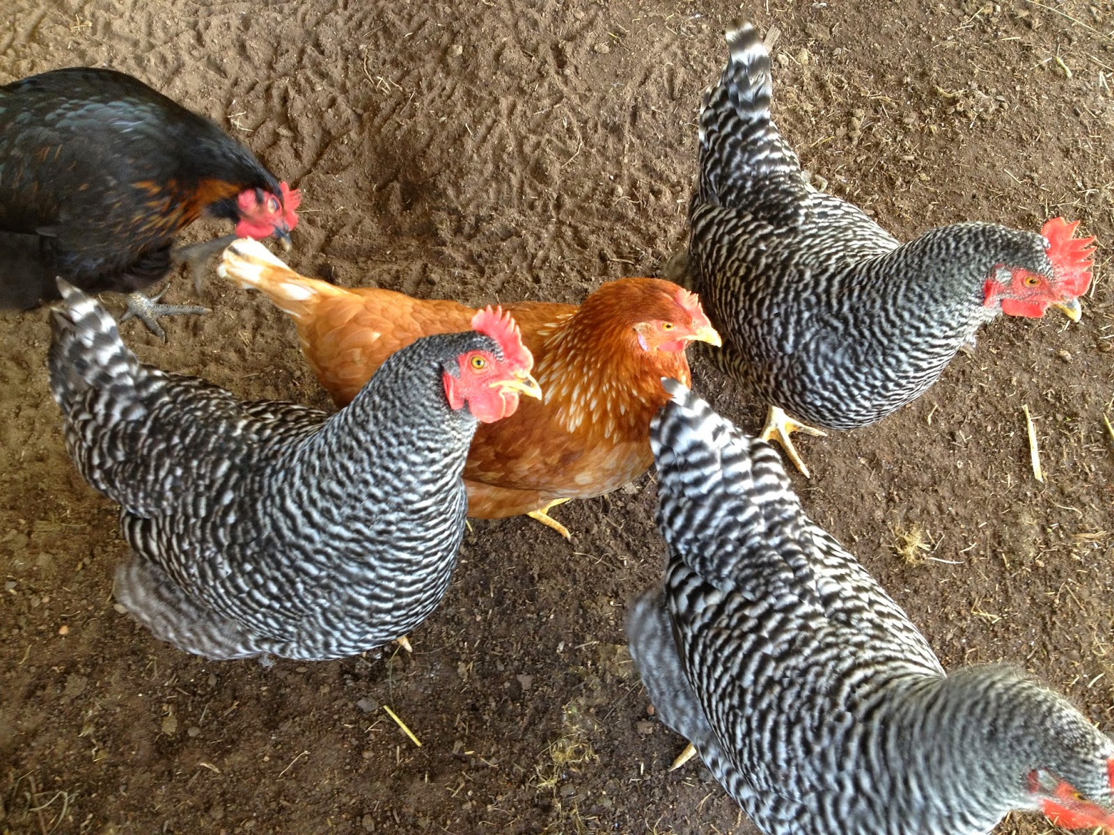Headspace Pullet Eggs and the Rooster