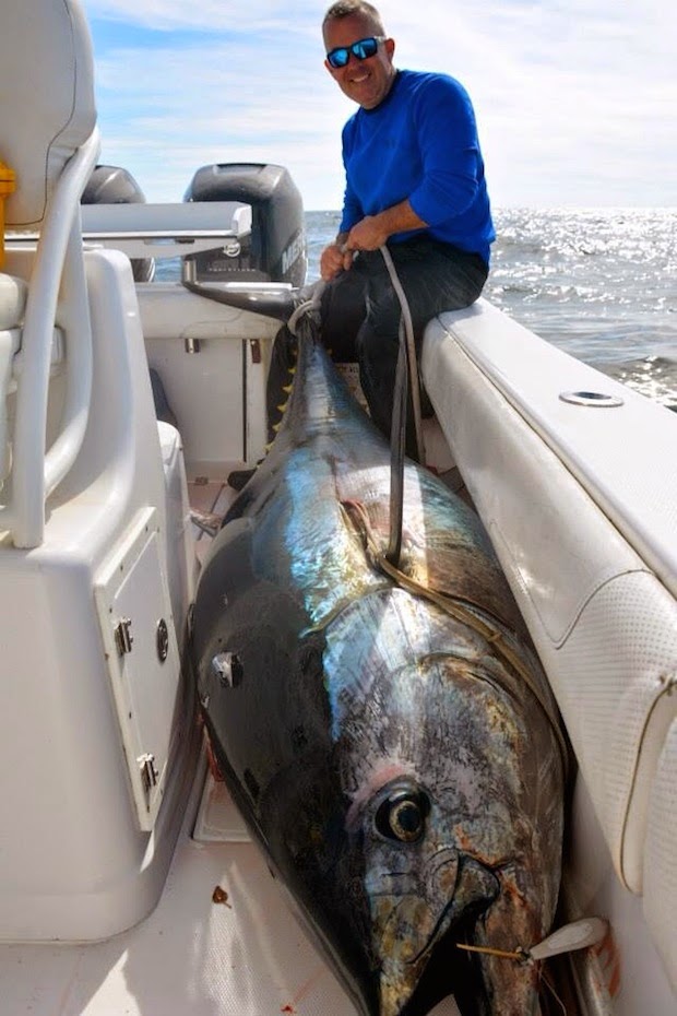 International Fishing News US caught a 597 lb bluefin tuna with a