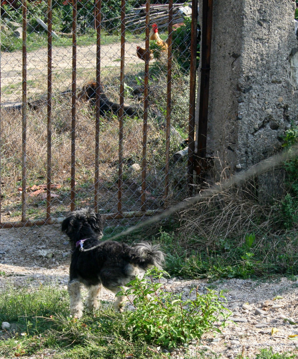 Ralf and some neighbours Ralf and some neighbours
