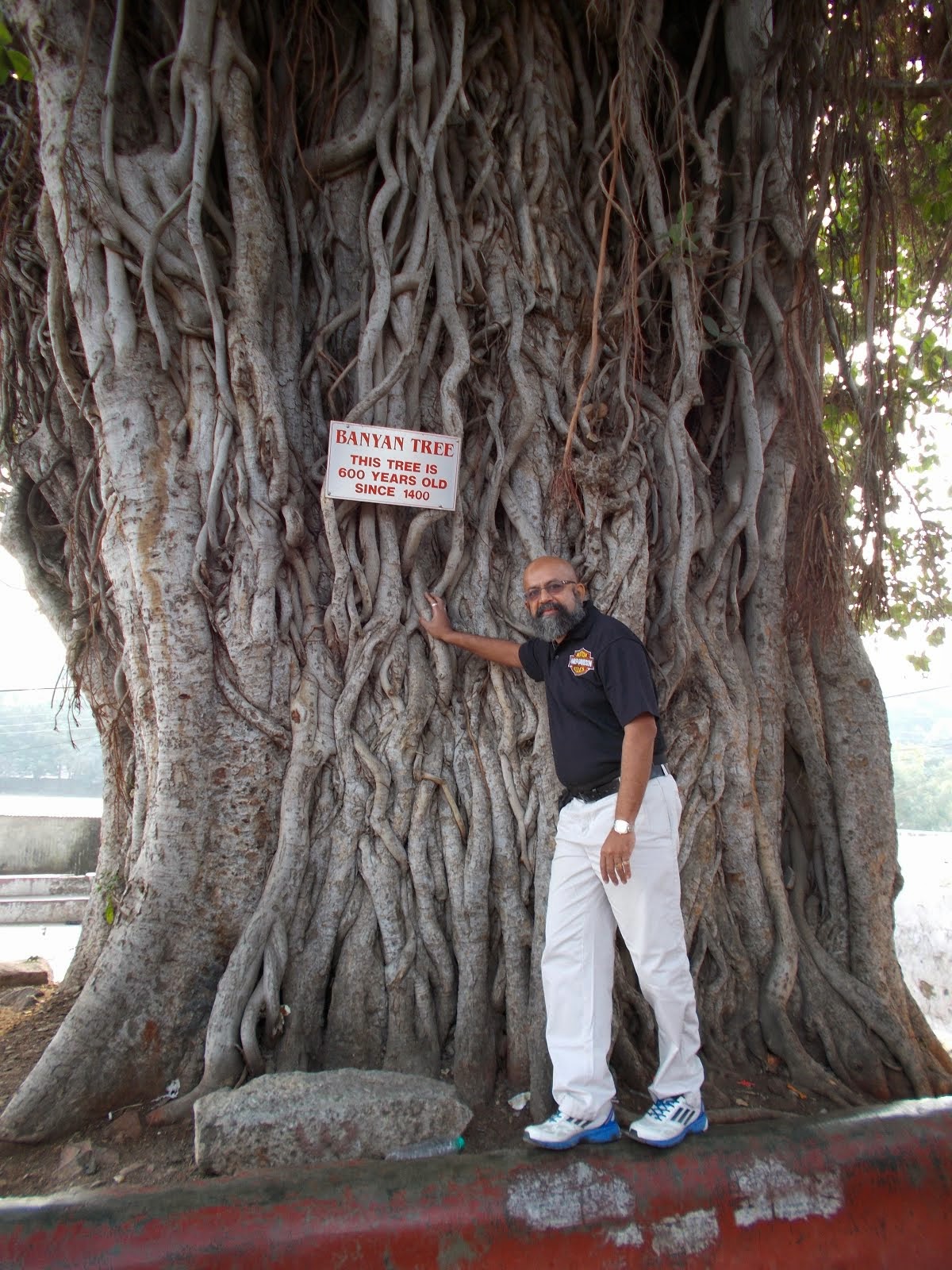 A 600 year old Banyan tree in "Panchakki Complex".