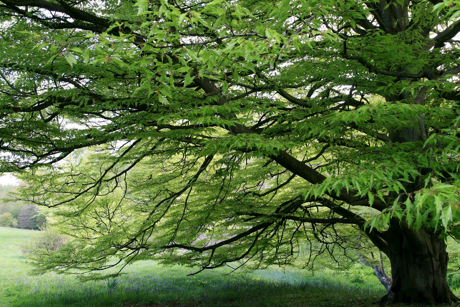 High Beeches Gardens: A Beautiful Tree