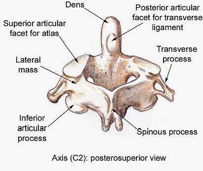 medical freak: OSTEOLOGY OF THE VERTEBRAE