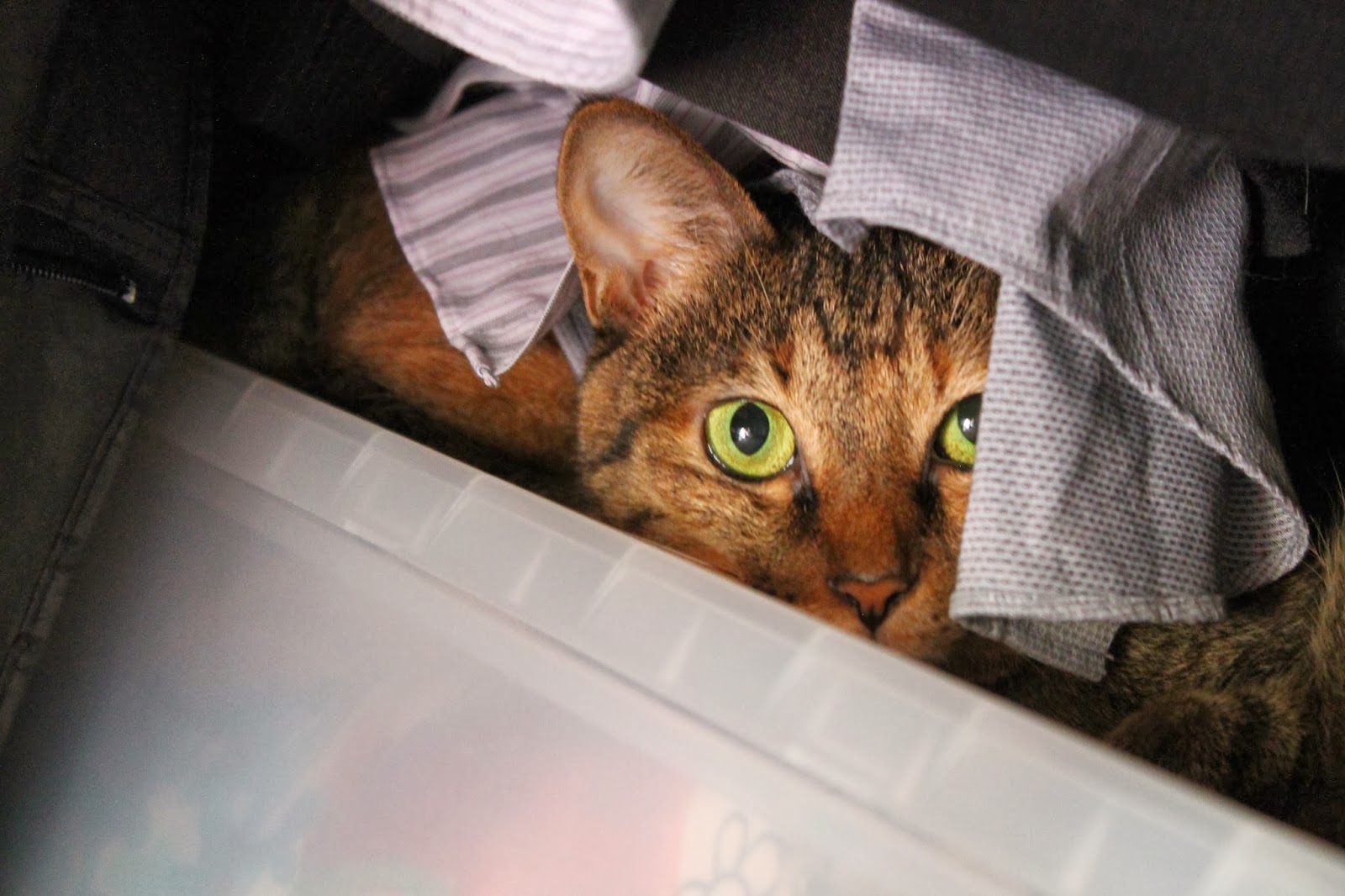 なんりひでこの猫よろず相談 その4 動物病院の選び方