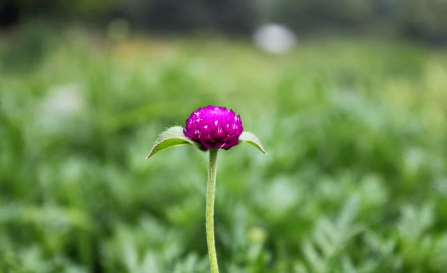 Gomphrena Flowers Pictures Gomphrena Flowers Pictures