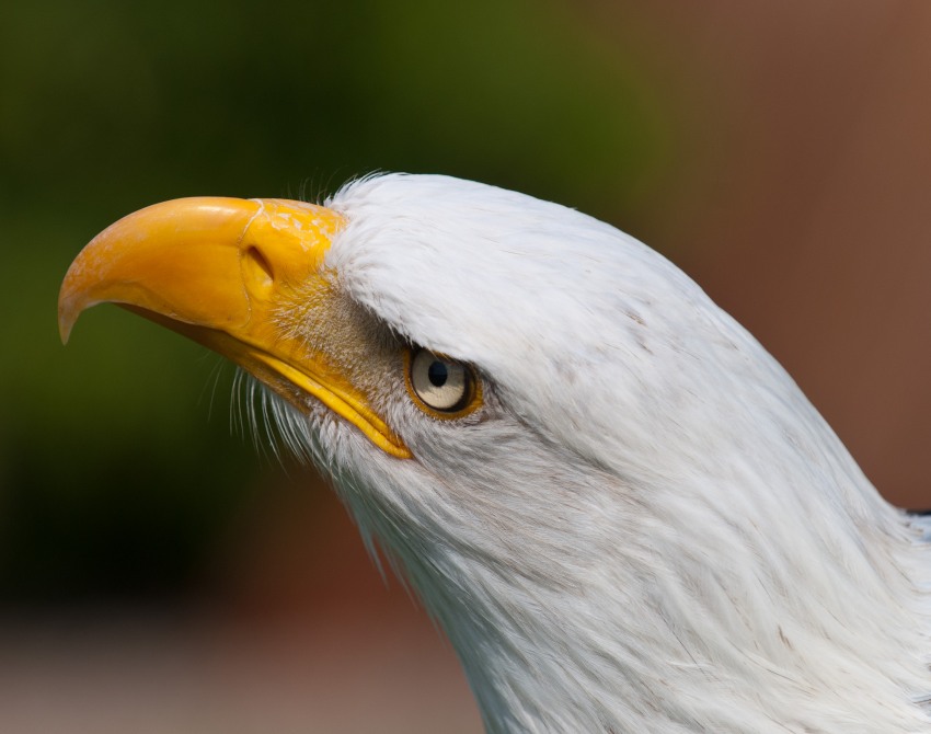 Adler auf der Adlerwarte Berlebeck