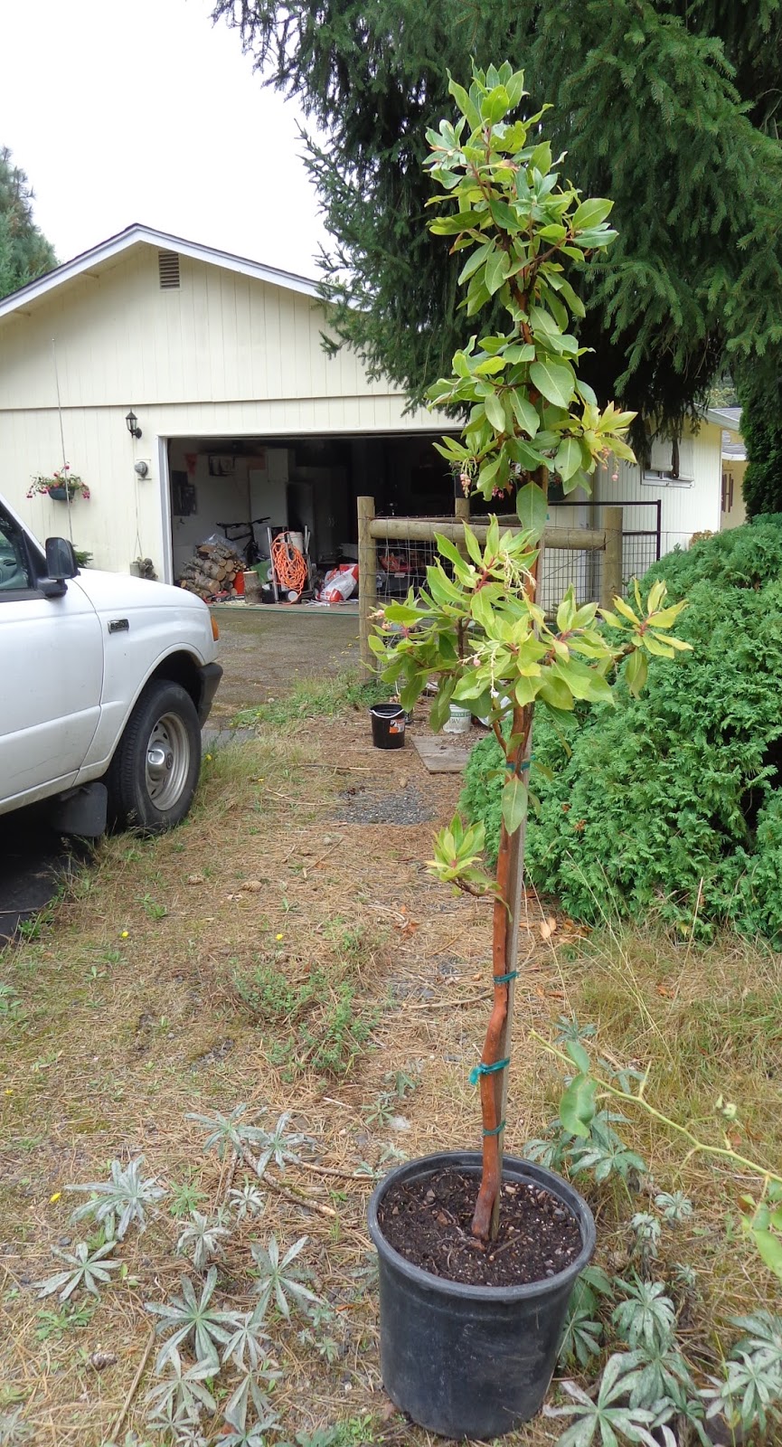 Growing Greener in the Pacific Northwest New Trees. Madrone and Sourwood.